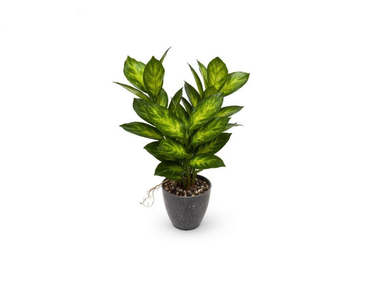 Artificial Dieffenbachia Potted Plant