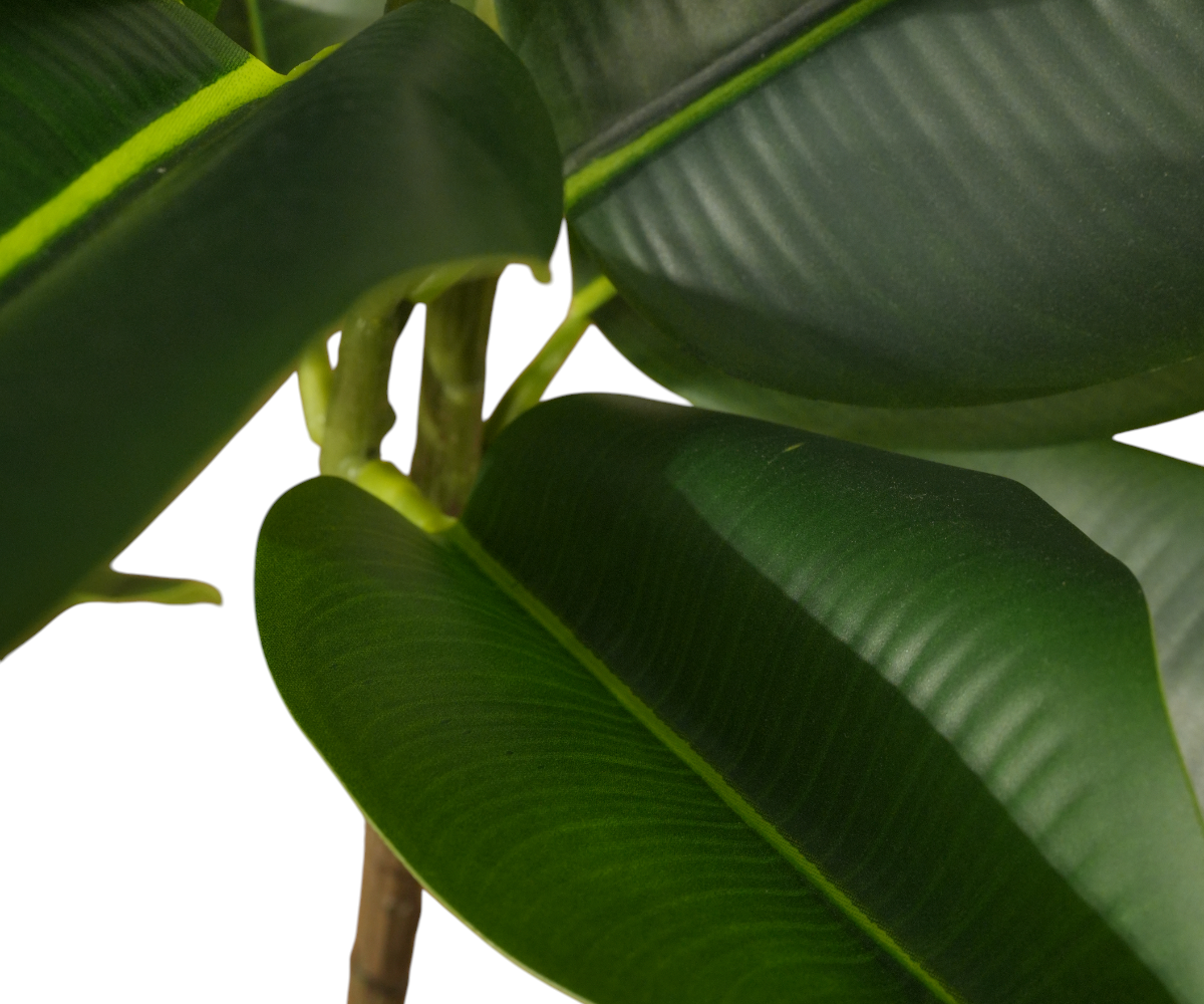 Rubber Twin artificial plant with two stems in a black planter